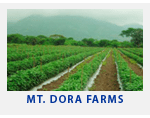 mt_dora