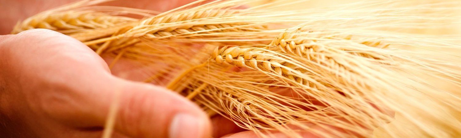 sotg-wheat-in-hands-1500-450
